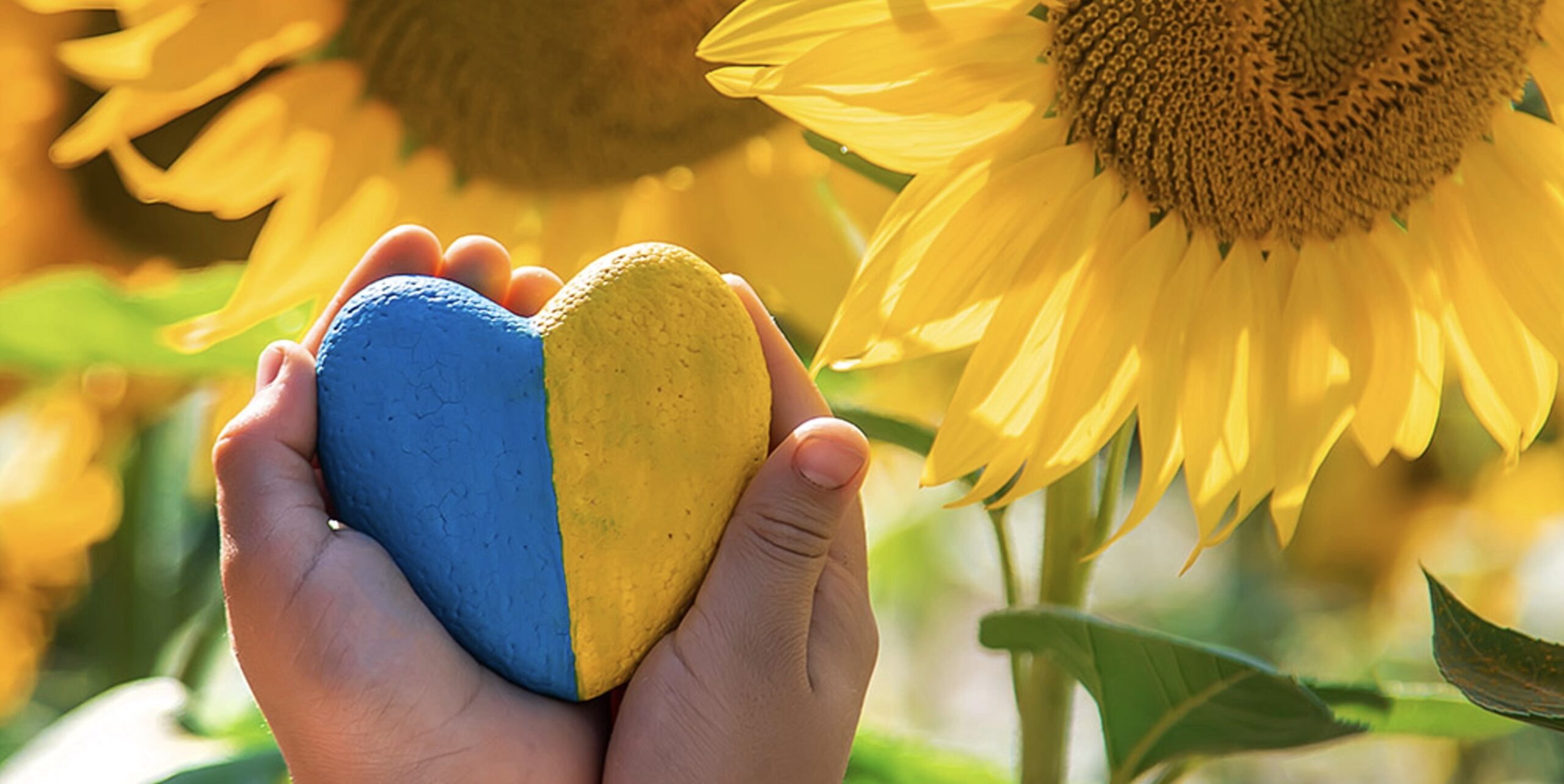 ukraine sunflower